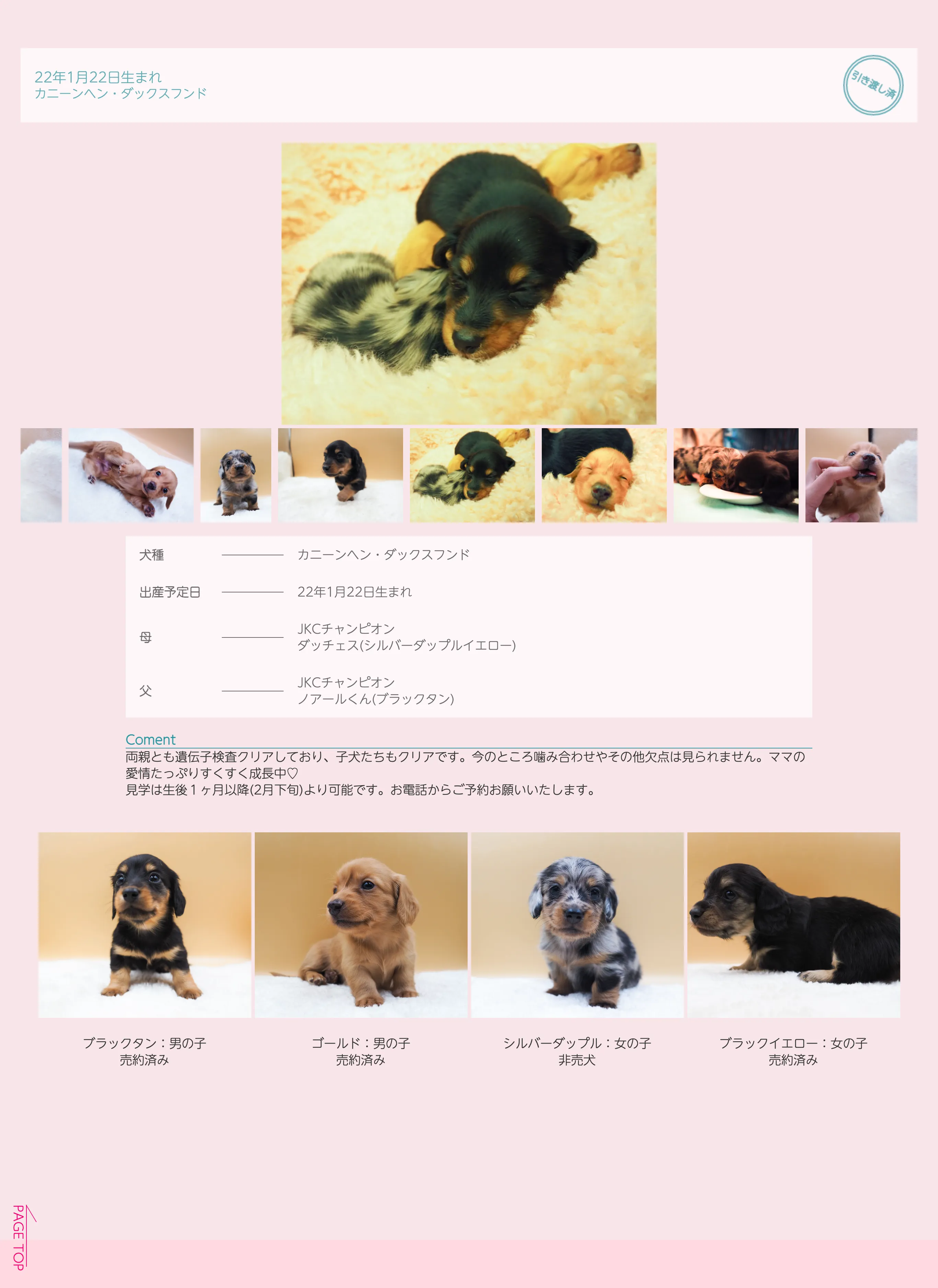 ANGELDOGS様子犬情報ページのスクリーンショット。豊富な写真をスライドで表示し愛らしい子犬の様子が見える