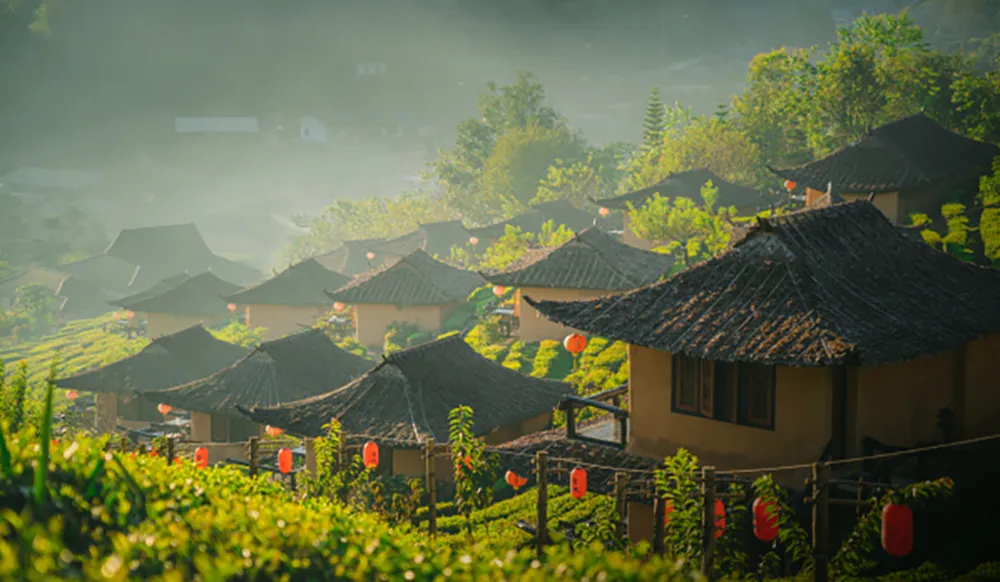 中国茶の産地の風景。茶畑が広がっている